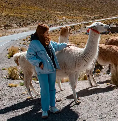 Turistas con alpacas y vicuñas en el Valle del Colca-Turismo Liberty